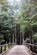 Wooden walkway through tall trees in forest