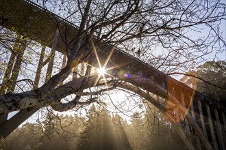 Low angle view of bridge under bare trees