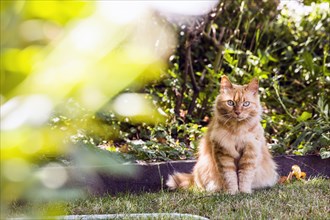 Cat sitting in backyard grass