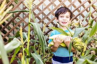 Mixed race boy picking corn in garden