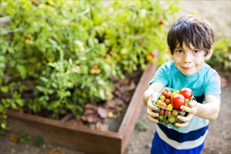 Mixed race boy picking vegetables in garden