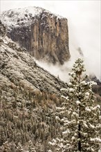 Snowy treetops and mountain in Yosemite National Park