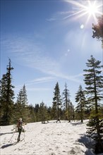 Cross-country skier in snowy forest