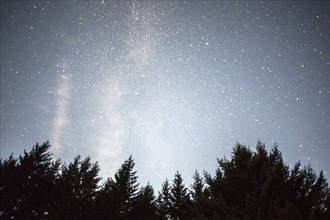 Stars in night sky over trees