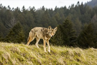 Coyote walking on hill