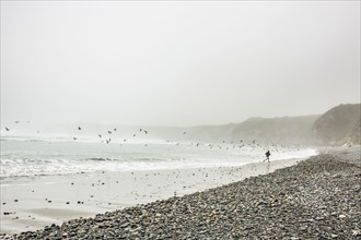 Distant Caucasian man running on ocean beach near birds