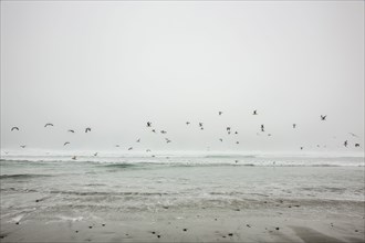 Birds flying on ocean beach