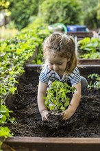 Caucasian girl planting in garden