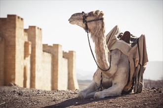 Camel resting outside city walls in desert