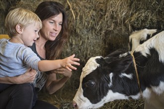 Caucasian mother and son petting cow in barn