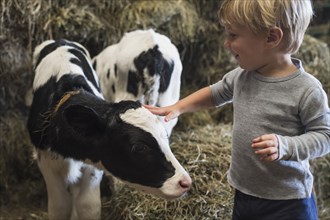 Caucasian boy petting cow in barn