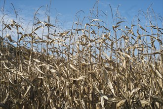 Corn crops growing in farm field under blue sky
