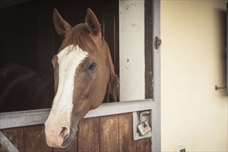 Horse peeking out from stable door