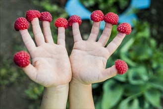 Close up of child holding raspberries on fingers