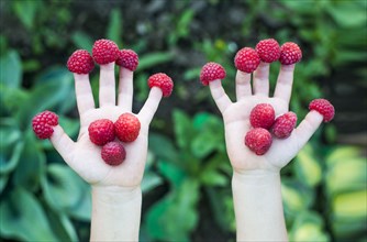Close up of child holding raspberries on fingers