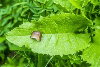 Close up of slug on wet leaf