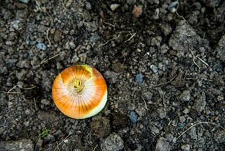 Close up of onion growing in dirt