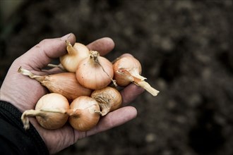 Close up of hand holding variety of onions