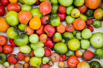 Close up of abundance of variety of tomatoes