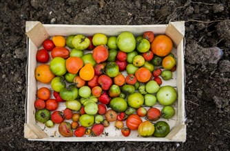 Close up of crate of variety of tomatoes