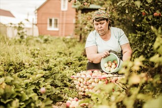 Caucasian woman picking apples on farm