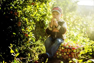 Caucasian boy eating apples in orchard