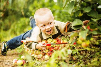 Caucasian boy picking apples in orchard