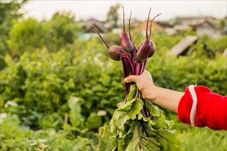 Caucasian farmer holding fresh beets in garden