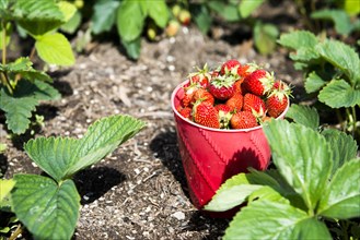 Bucket of strawberries in garden