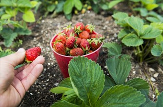 Hand picking bucket of strawberries in garden