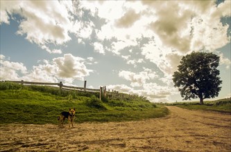Dog on rural dirt path