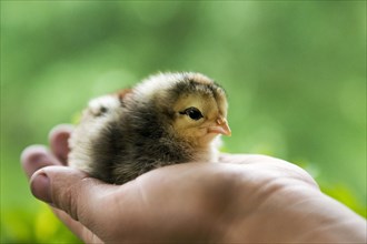 Chick sitting in hand of person