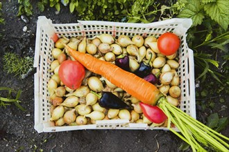 Bucket of vegetables in garden