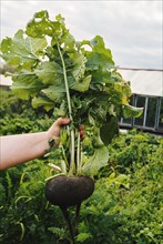 Gardener holding rutabaga in garden