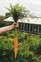 Gardener holding carrot in garden