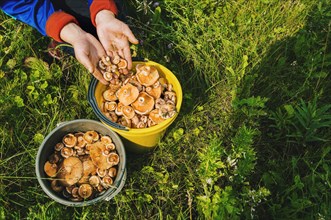 Gardener gathering mushrooms in bucket