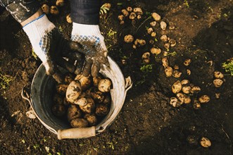 Gardener harvesting potatoes in garden