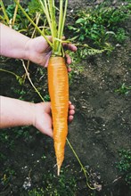 Gardener harvesting carrot in garden