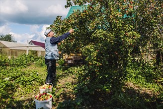 Caucasian farmer picking fruit in garden