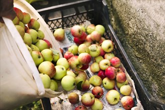 Apples gathered in crate