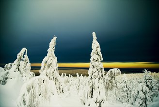 Snowy trees in remote forest