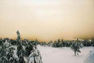 Forest on snowy remote mountain