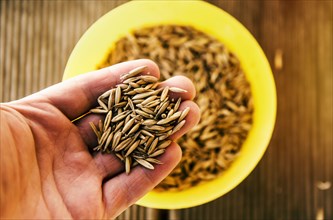Hand holding grass seeds from bowl