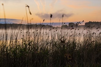 Silhouette of tall grass at foggy lake