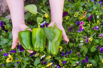 Close up of hands holding green peppers over flowers