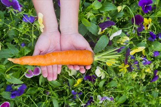 Close up of hands holding carrot over flowers
