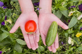 Close up of hands holding tomato and cucumber over flowers