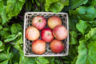 Close up of basket of red apples in wet leaves