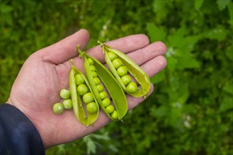 Hand holding ripe peas