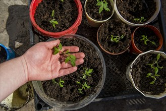 Hand checking tray of seedlings